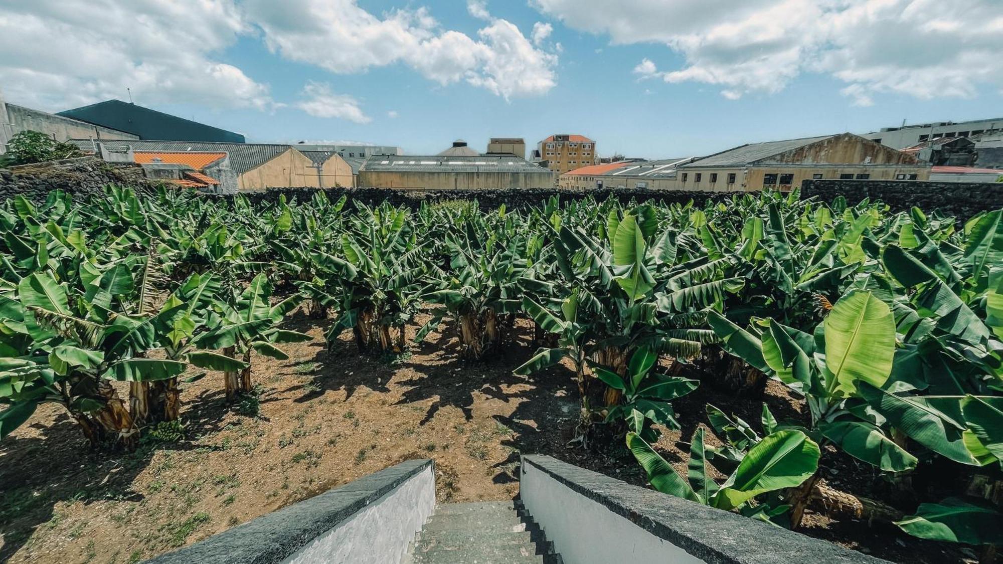 Ponta Delgada The Farm - Azores Boutique House מראה חיצוני תמונה